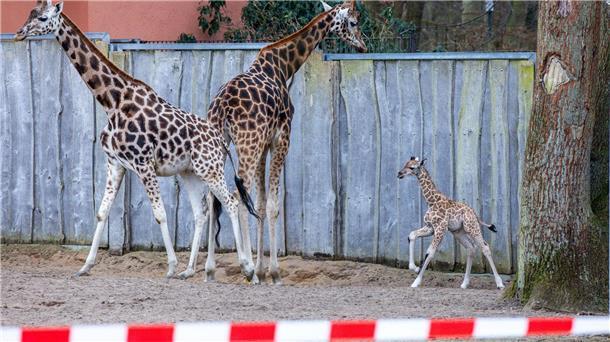 Giraffen-Baby erstmals draußen im Schweriner Zoo zu sehen Die Schweriner Giraffen-Famile: Mutter Kahlua (v.l.), Vater Madiba und Jungbulle Mojo.