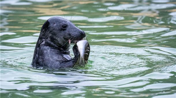 Geburtenrekord bei Kegelrobben auf Helgoland Die Seehundstationen in Niedersachsen und Schleswig-Holstein nehmen die Jungtiere in ihre Obhut. (Symbolbild)