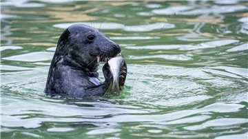 Die Seehundstationen in Niedersachsen und Schleswig-Holstein nehmen die Jungtiere in ihre Obhut. (Symbolbild)