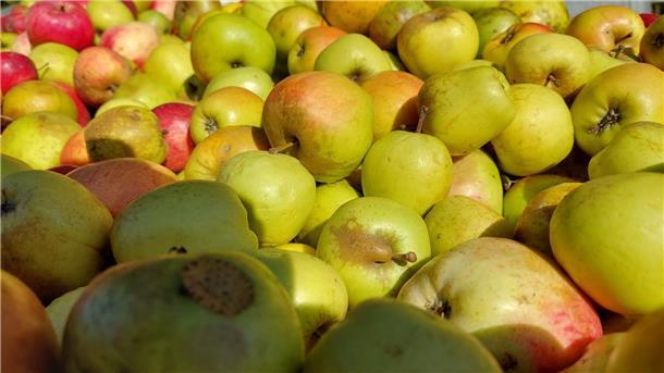 Die Selsinger Kirchenstiftung sammelte in den Dörfern rund 6300 Kilogramm Äpfel.