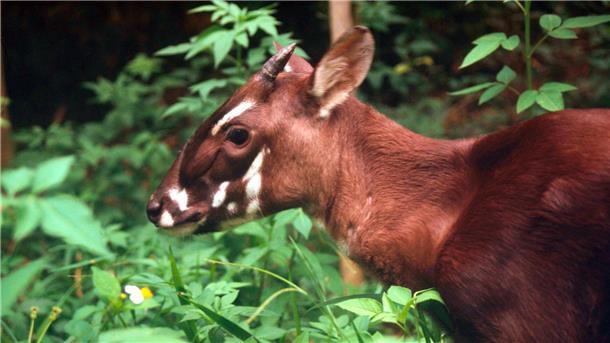 Umweltschützer feiern neuen Xesap-Nationalpark in Laos Die seltenen Saolas wurden erst 1992 entdeckt. (Archivbild)