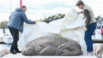 Die Skulptur der Künstlerin Tonoian zum Gedenken an das Walross Freya wird von Walross-Experte Rune Aae (l) und Initiator Erik Holm in der Kongen Marina enthüllt.