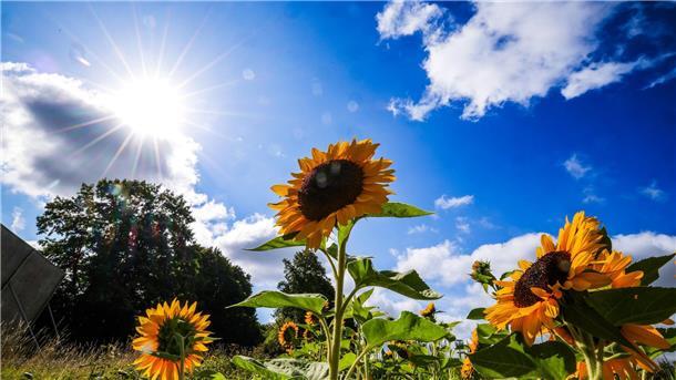 Die Sonne strahlt über einem Feld voller Sonnenblumen. 