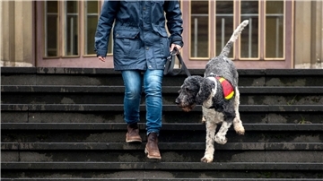 Ein Mensch geht mit einem Hund eine Treppe hinunter.  Die SPD-Landtagsabgeordnete Karin Logemann fordert vom Bund klare Regeln für Assistenzhunde.