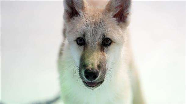 Die Spenderzellen stammten von der Haut eines wilden Polarwolfs namens „Maya“ aus Kanada.
