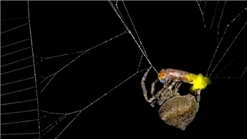 Die Spinne Araneus ventricosus verschnürt ein männliches Glühwürmchen. 