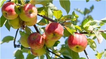Apfelbaum