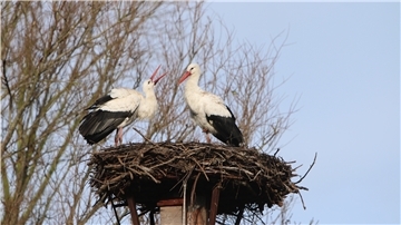 Die Störche „Therese“ (links) und „Balthasar“ auf ihrem Nest in Stollhamm in Butjadingen.
