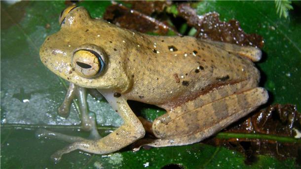 Pfeifen im Regenwald: Frösche klingen nach „Star Trek“ Die Suche nach den neuen Froscharten führte die Forschungsgruppe in abgelegene Wälder.