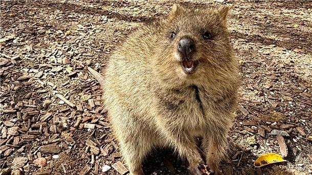 Australiens Selfie-Stars: Zu Gast bei den lächelnden Quokkas Die Tiere aus der Familie der Kängurus hüpfen auf Rottnest Island überall herum.