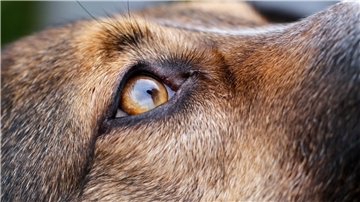 Hundeschnauze mit Auge