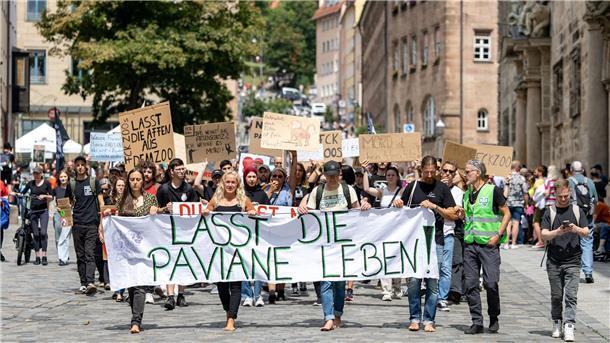 Die Tötung von Pavianen in Nürnberg hat scharfe Proteste hervorgerufen. (Archivbild) 
