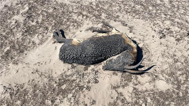 Klimawandel in Mongolei: Steppenbrände töten Gazellen Die Überreste einer Gazelle, die einem Brand zum Opfer gefallen ist, liegen auf dem Boden. Durch die großen Steppenbrände in der östlichen Mongolei sind viele Gazellen getötet worden.