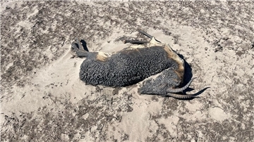 Die Überreste einer Gazelle, die einem Brand zum Opfer gefallen ist, liegen auf dem Boden. Durch die großen Steppenbrände in der östlichen Mongolei sind viele Gazellen getötet worden.