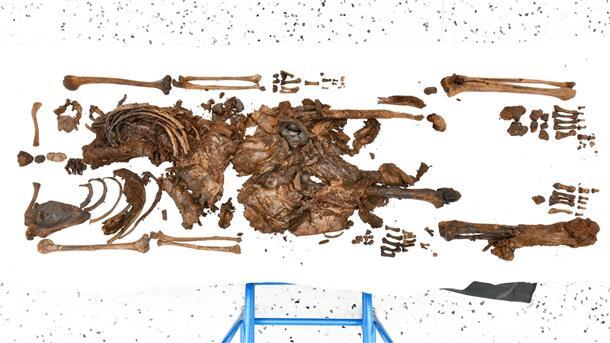 Leichenfund stellt sich als archäologische Sensation heraus Die Überreste eines Jungen, der etwa 500 vor Christus starb.