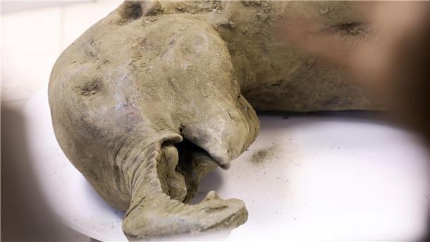 Gut erhaltenes Mammut-Baby in Russland entdeckt Die Überreste eines Mammut-Babys wurde durch das Schmelzen des Permafrostbodens im russischen Sibirien freigelegt.