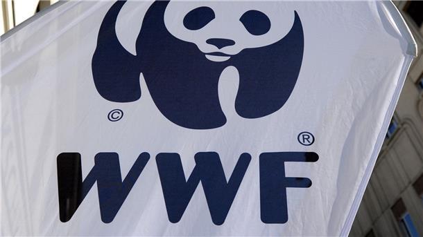 WWF: Hohe Verluste durch illegale Fischerei Die Umweltschutzorganisation WWF alarmiert wegen illegaler Fischerei.