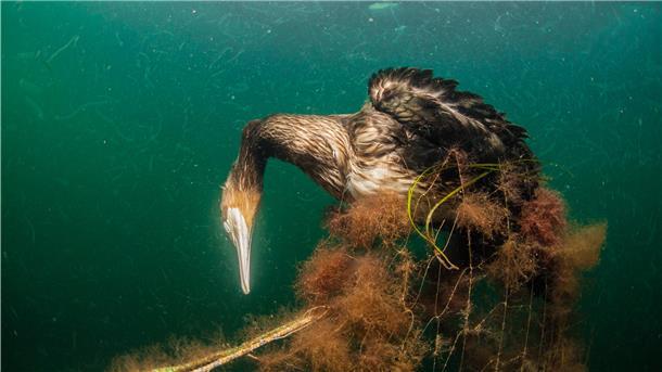 Die Unterwasseraufnahme zeigt einen Kormoran, der sich in einem Gesiternetz verfing und verendete.