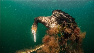 Die Unterwasseraufnahme zeigt einen Kormoran, der sich in einem Gesiternetz verfing und verendete.