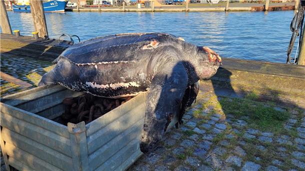 Tote Meeresschildkröte in Nordsee gefunden  Die verendete Lederschildkröte im Hafen von Büsum.