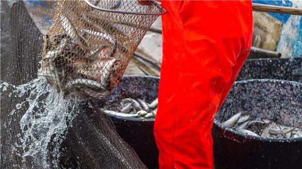 WWF: Zustand der Fischbestände in Nord- und Ostsee schlecht Die vergangenen fünf Jahre waren für den Ostseehering die historisch schlechtesten Jahre.
