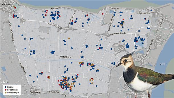 Die Verteilung der Wiesenvogel-Brutpaare im EU-Vogelschutzgebiet V 65 Butjadingen. Die Erhebung stammt aus den Jahren 2019/2020.Quelle: Landkreis Wesermarsch, Karte: Mapcreator.io | OSM.org, Grafik: NZ