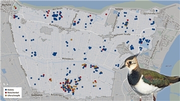 Die Verteilung der Wiesenvogel-Brutpaare im EU-Vogelschutzgebiet V 65 Butjadingen. Die Erhebung stammt aus den Jahren 2019/2020.Quelle: Landkreis Wesermarsch, Karte: Mapcreator.io | OSM.org, Grafik: NZ