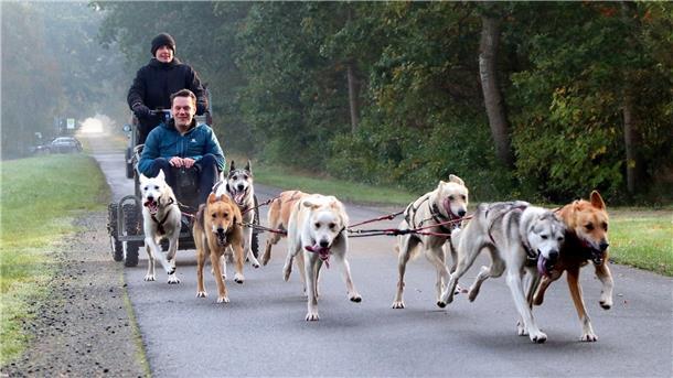Die Wagenlenkerin Lisa Pannenberg hat alles im Griff: Die Alaskan Huskys ziehen Reporter Jens Gehrke im ersten Morgenlicht über einen Feldweg in der Nähe von Stinstedt bei Lamstedt.