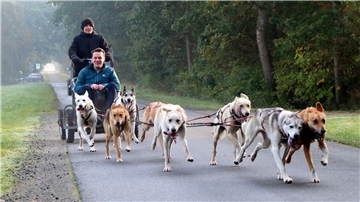 Die Wagenlenkerin Lisa Pannenberg hat alles im Griff: Die Alaskan Huskys ziehen Reporter Jens Gehrke im ersten Morgenlicht über einen Feldweg in der Nähe von Stinstedt bei Lamstedt.