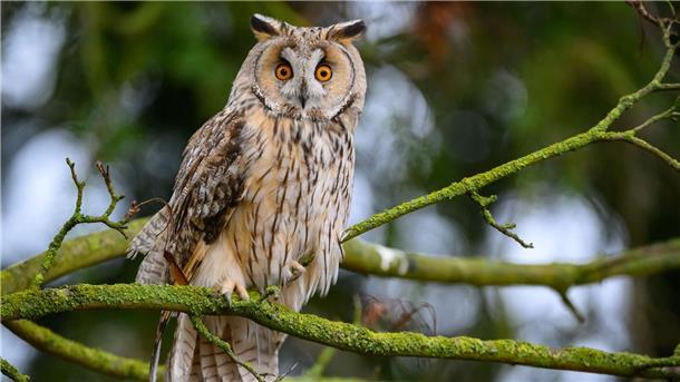 Bevölkerung kann „Vogel des Jahres“ wählen Die Waldohreule ähnelt mit ihren Federpuscheln am Kopf optisch dem Uhu, ist aber kleiner und schlanker. (Archiv)