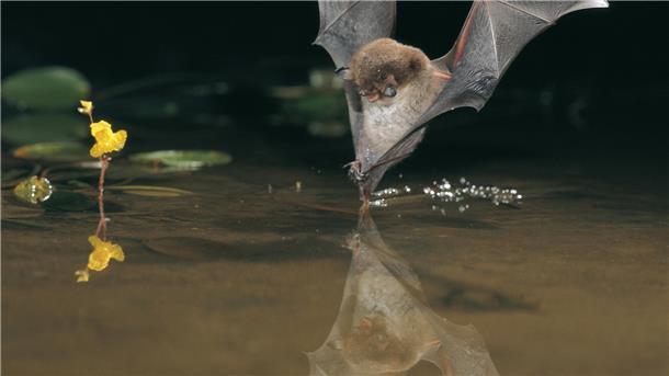 Die Wasserfledermaus jagt dicht an der Wasseroberfläche.