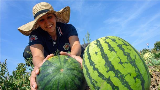 Melonen frisch vom Feld Die Wassermelonen sind dieses Jahr bis zu sechs Kilo schwer geworden.