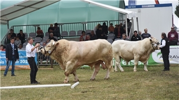 Die „weißen Riesen“ machen immer was her. Wenn Charolais-Bullen den Ring betreten, geht ein Raunen durch die Reihen der Zuschauer.