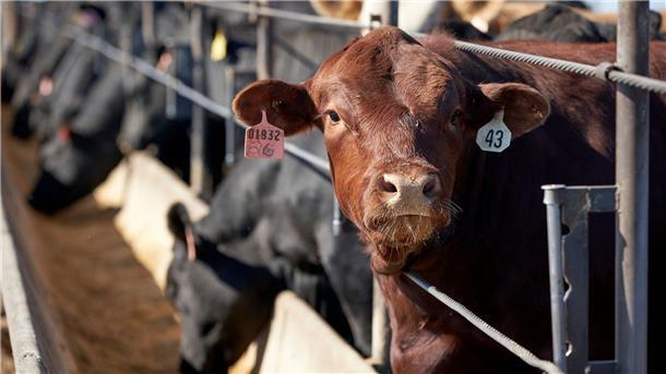 Ernährungsweise trägt weiterhin stark zur Klimakrise bei Die weltweite Nahrungsmittelproduktion verursacht dem Bericht zufolge rund 30 Prozent der globalen Treibhausgasemissionen. (Archivbild)