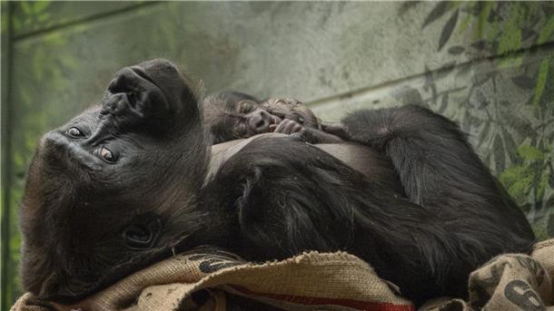 Die Westliche Flachlandgorilla-Dame Mjukuu kuschelt mit ihrem Baby.