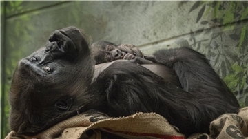 Die Westliche Flachlandgorilla-Dame Mjukuu kuschelt mit ihrem Baby.