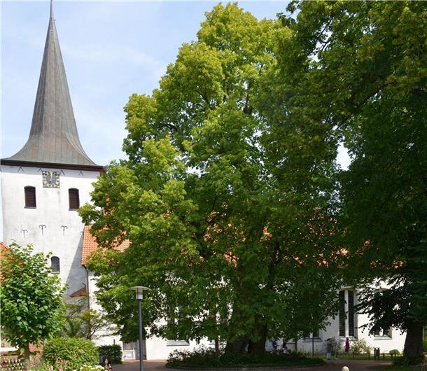 Die Winterlinde vor der Scheeßeler St.-Lucas-Kirche ist eine der ältesten Gerichtslinden in Deutschland.