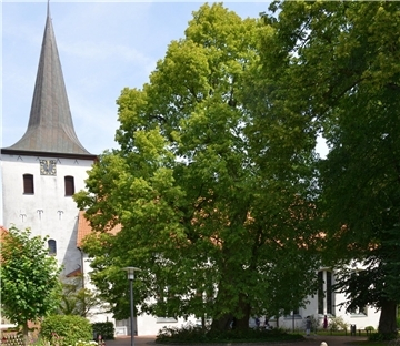 Die Winterlinde vor der Scheeßeler St.-Lucas-Kirche ist eine der ältesten Gerichtslinden in Deutschland.