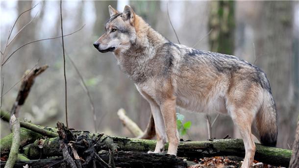84 Wolfssichtungen innerhalb eines Jahres hat die Jagdgenossenschaft in Heerstedt dokumentiert. Die Ergebnisse haben die Unsicherheit im Dorf verstärkt. 