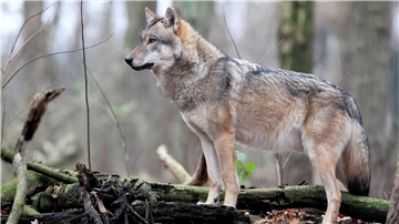 84 Wolfssichtungen innerhalb eines Jahres hat die Jagdgenossenschaft in Heerstedt dokumentiert. Die Ergebnisse haben die Unsicherheit im Dorf verstärkt. 