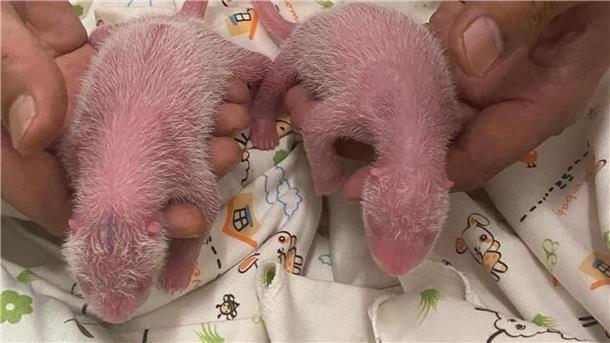 Die Zeit kurz nach der Geburt ist besonders kritisch bei Panda-Babys. 