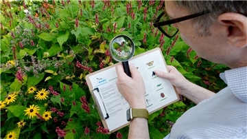 Die zweite Runde der Aktion zum Insektenzählen des NABU beginnt. Besonders die Meldungen über Schmetterlinge werden für die Organisatoren interessant.