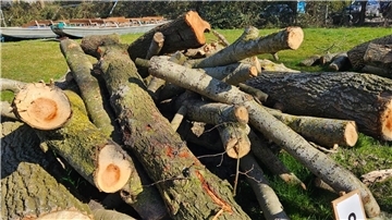 Diese Haufen Holz wurden bei der Baumholz-Versteigerung in Burhave versteigert.