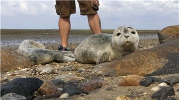 Diese beiden Heuler am Westerhever Strand wurden von ihren Müttern getrennt – der Seehundjäger kümmert sich um sie.