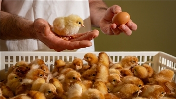 Lohmann Tierzucht Brüterei Dorum