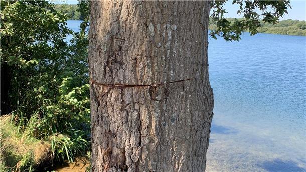 Ein Baum mit angesägtem Stamm.