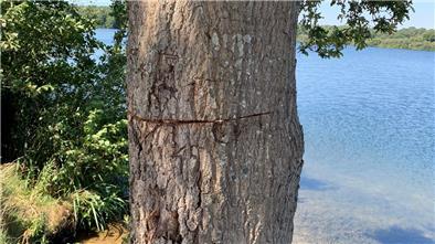 Ein Baum mit angesägtem Stamm.