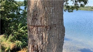 Ein Baum mit angesägtem Stamm.