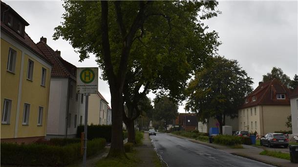 Diese gesunde Esche wird nicht gefällt. Der Umweltausschuss der Stadt Nordenham hat einen entsprechenden Antrag einer Bürgerin abgelehnt.