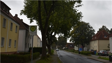 Diese gesunde Esche wird nicht gefällt. Der Umweltausschuss der Stadt Nordenham hat einen entsprechenden Antrag einer Bürgerin abgelehnt.